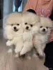 Продам щенков померанского шпица - Вся Беларусь - 250466 - Доска объявлений Kupika.by - Фото 3