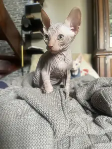Канадский сфинкс. Котенок