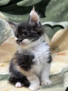 Мейн-Кун котята