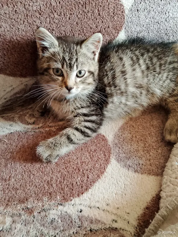 Кошки - Котенок в добрые руки. - Вся Беларусь - Фото 2 Котенок в добрые руки. - Вся Беларусь - 249866 - Доска объявлений Kupika.by - Фото 2