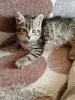 Кошки - Котенок в добрые руки. - Вся Беларусь - Фото 2 Котенок в добрые руки. - Вся Беларусь - 249866 - Доска объявлений Kupika.by - Фото 2