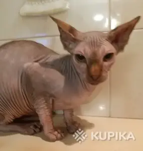 Канадский сфинкс Гарри