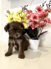 Цветной Йорк, девочка - Вся Беларусь - 248898 - Доска объявлений Kupika.by - Фото 4