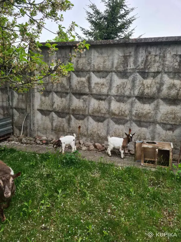 комерунские козлики