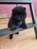 Померанский шпиц - Вся Беларусь - 249901 - Доска объявлений Kupika.by