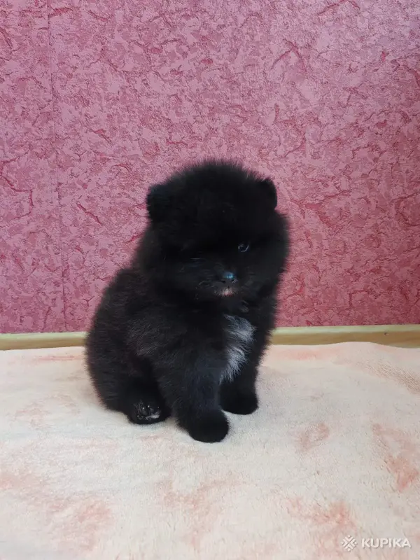 Мальчик померанский шпиц