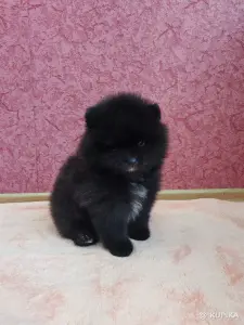 Мальчик померанский шпиц