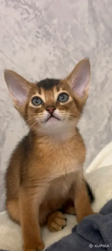 Абессинский котенок