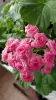 Розебудная герань Antique Rose,-молодые кустики - Вся Беларусь - 247875 - Доска объявлений Kupika.by - Фото 7