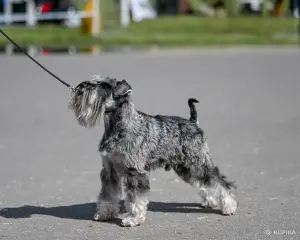 вязка цвергшнауцер перец с солью