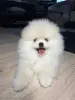 Продам щенков померанского шпица - Вся Беларусь - 250466 - Доска объявлений Kupika.by - Фото 2