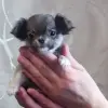 Чихуахуа - Вся Беларусь - 247324 - Доска объявлений Kupika.by - Фото 2
