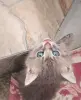 Котята даром - Вся Беларусь - 248893 - Доска объявлений Kupika.by