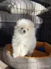 Продам щенка померанского шпица - Вся Беларусь - 248923 - Доска объявлений Kupika.by - Фото 3