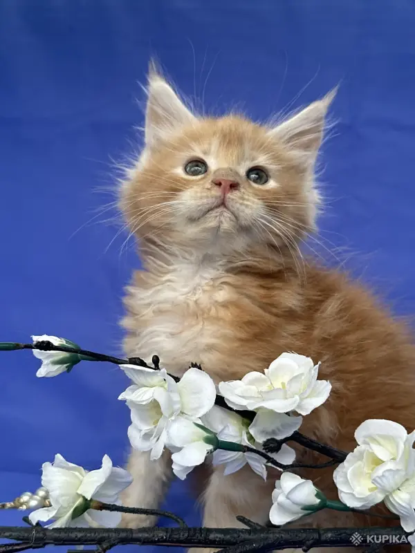 Мейн-Кун котята чистокровные - Вся Беларусь - 249572 - Доска объявлений Kupika.by - Фото 9