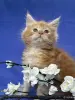 Мейн-Кун котята чистокровные - Вся Беларусь - 249572 - Доска объявлений Kupika.by - Фото 9
