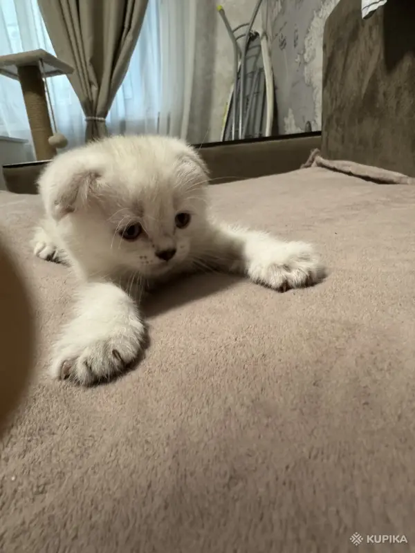 Кошки - Шотландский котенок - Вся Беларусь - Фото 2 Шотландский котенок - Вся Беларусь - 249848 - Доска объявлений Kupika.by - Фото 2