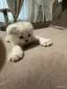 Кошки - Шотландский котенок - Вся Беларусь - Фото 2 Шотландский котенок - Вся Беларусь - 249848 - Доска объявлений Kupika.by - Фото 2