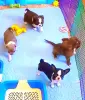 Собаки - Разные щенки цветные чихуахуа девочки и мальчики мини и стандарт . - Вся Беларусь - Фото 3 Разные щенки цветные чихуахуа девочки и мальчики мини и стандарт . - Вся Беларусь - 250322 - Доска объявлений Kupika.by - Фото 3