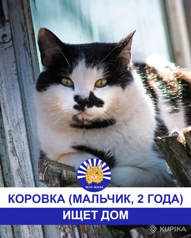 Стая Вики - котики ждут своих хозяев - Вся Беларусь - 248113 - Доска объявлений Kupika.by - Фото 8