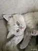 Кошки - Девочка британка - Вся Беларусь - Фото 4 Девочка британка - Вся Беларусь - 250211 - Доска объявлений Kupika.by - Фото 4