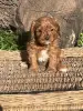 Кавапу - Вся Беларусь - 247576 - Доска объявлений Kupika.by