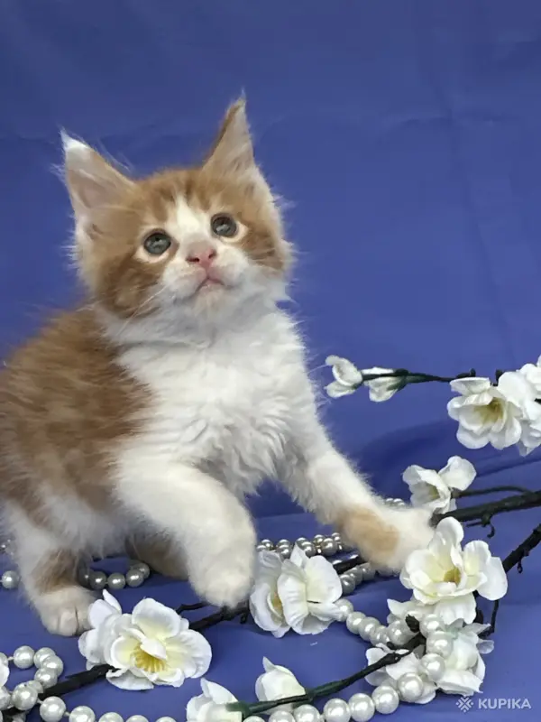 Мейн-Кун котята чистокровные - Вся Беларусь - 249572 - Доска объявлений Kupika.by - Фото 7
