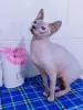 Канадский сфинкс кошка - Вся Беларусь - 250521 - Доска объявлений Kupika.by