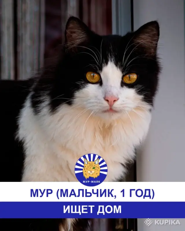 Стая Вики - котики ждут своих хозяев - Вся Беларусь - 248113 - Доска объявлений Kupika.by - Фото 4