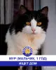 Стая Вики - котики ждут своих хозяев - Вся Беларусь - 248113 - Доска объявлений Kupika.by - Фото 4