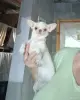 Чихуахуа - Вся Беларусь - 248671 - Доска объявлений Kupika.by - Фото 2