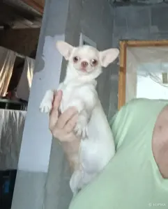 Чихуахуа