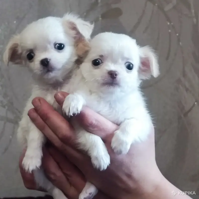 Чихуахуа - Вся Беларусь - 247324 - Доска объявлений Kupika.by - Фото 4