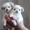 Чихуахуа - Вся Беларусь - 247324 - Доска объявлений Kupika.by - Фото 4