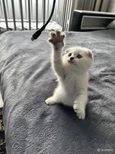 Шотландский котенок