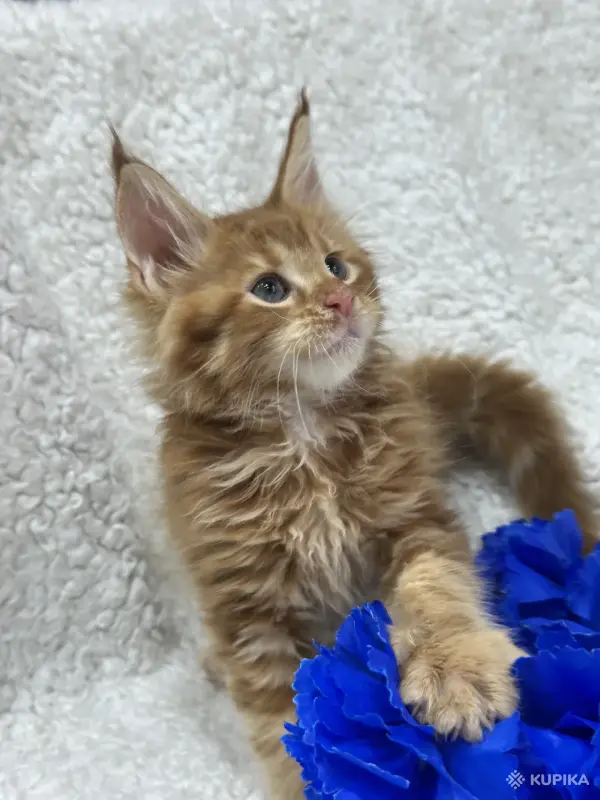 Кошки - Мейн-Кун котята - Вся Беларусь - Фото 12 Мейн-Кун котята - Вся Беларусь - 248534 - Доска объявлений Kupika.by - Фото 12