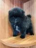Мальчик померанский шпиц. - Вся Беларусь - 249670 - Доска объявлений Kupika.by - Фото 3