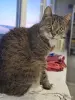 Кошки - Кошечка красавица ищет дом - Вся Беларусь - Фото 2 Кошечка красавица ищет дом - Вся Беларусь - 249912 - Доска объявлений Kupika.by - Фото 2