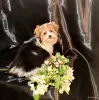 Щенок - Вся Беларусь - 250460 - Доска объявлений Kupika.by - Фото 4