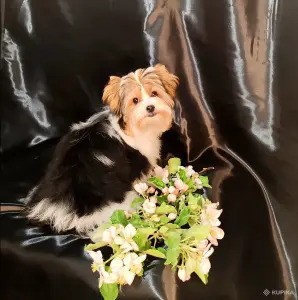 Щенок