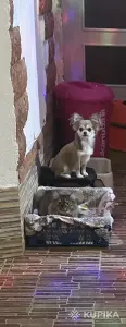 Чихуахуа щенок длинношерстный