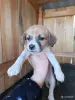 Щеночки в добрые руки - Вся Беларусь - 248395 - Доска объявлений Kupika.by