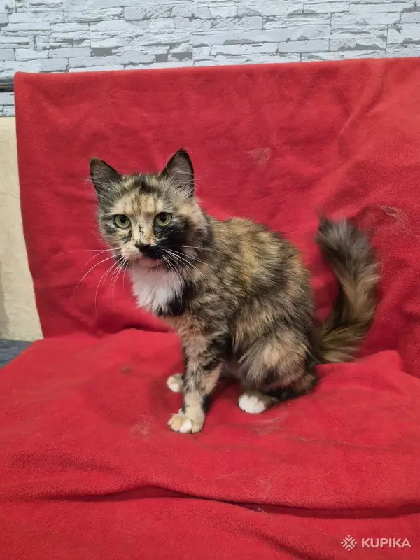 Кошки - Ласковая кошечка ищет дом - Вся Беларусь - Фото 2 Ласковая кошечка ищет дом - Вся Беларусь - 249905 - Доска объявлений Kupika.by - Фото 2