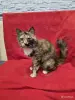 Кошки - Ласковая кошечка ищет дом - Вся Беларусь - Фото 2 Ласковая кошечка ищет дом - Вся Беларусь - 249905 - Доска объявлений Kupika.by - Фото 2