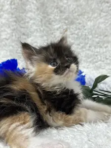 Мейн-Кун котята
