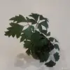 Циссус ромболистный - Вся Беларусь - 248825 - Доска объявлений Kupika.by