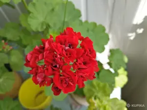 Герань розебудная RED RAMBLER