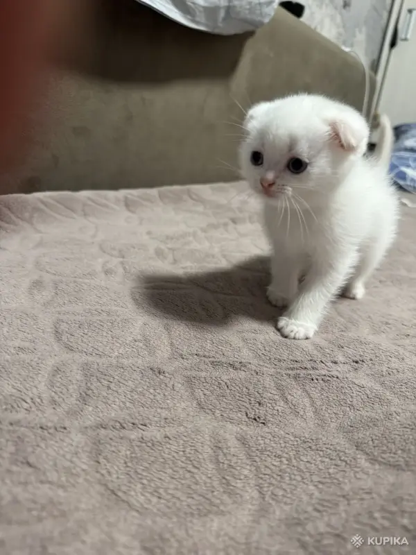 Кошки - Котенок шотландский - Вся Беларусь - Фото 2 Котенок шотландский - Вся Беларусь - 249847 - Доска объявлений Kupika.by - Фото 2