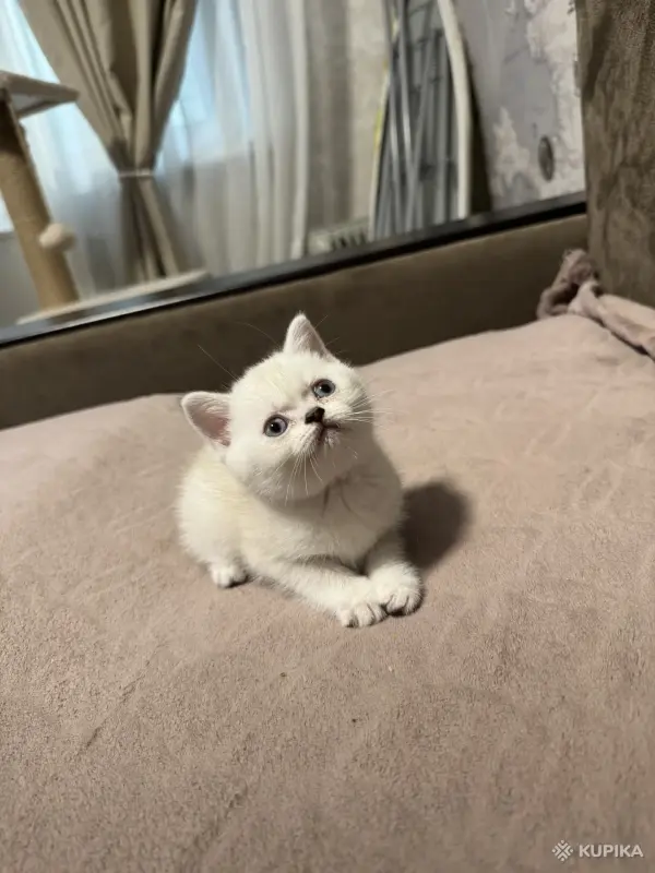 Котенок шотландский