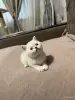 Кошки - Котенок шотландский - Вся Беларусь Котенок шотландский - Вся Беларусь - 249846 - Доска объявлений Kupika.by